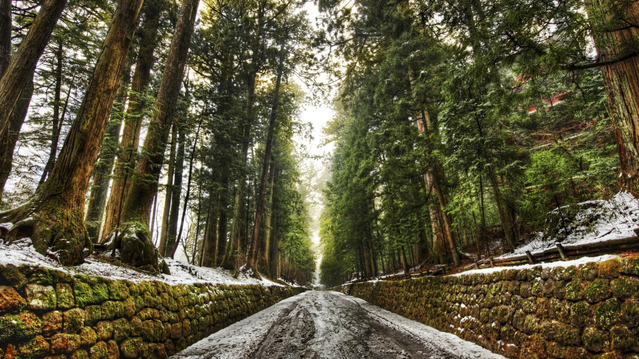 Дорога в лесу