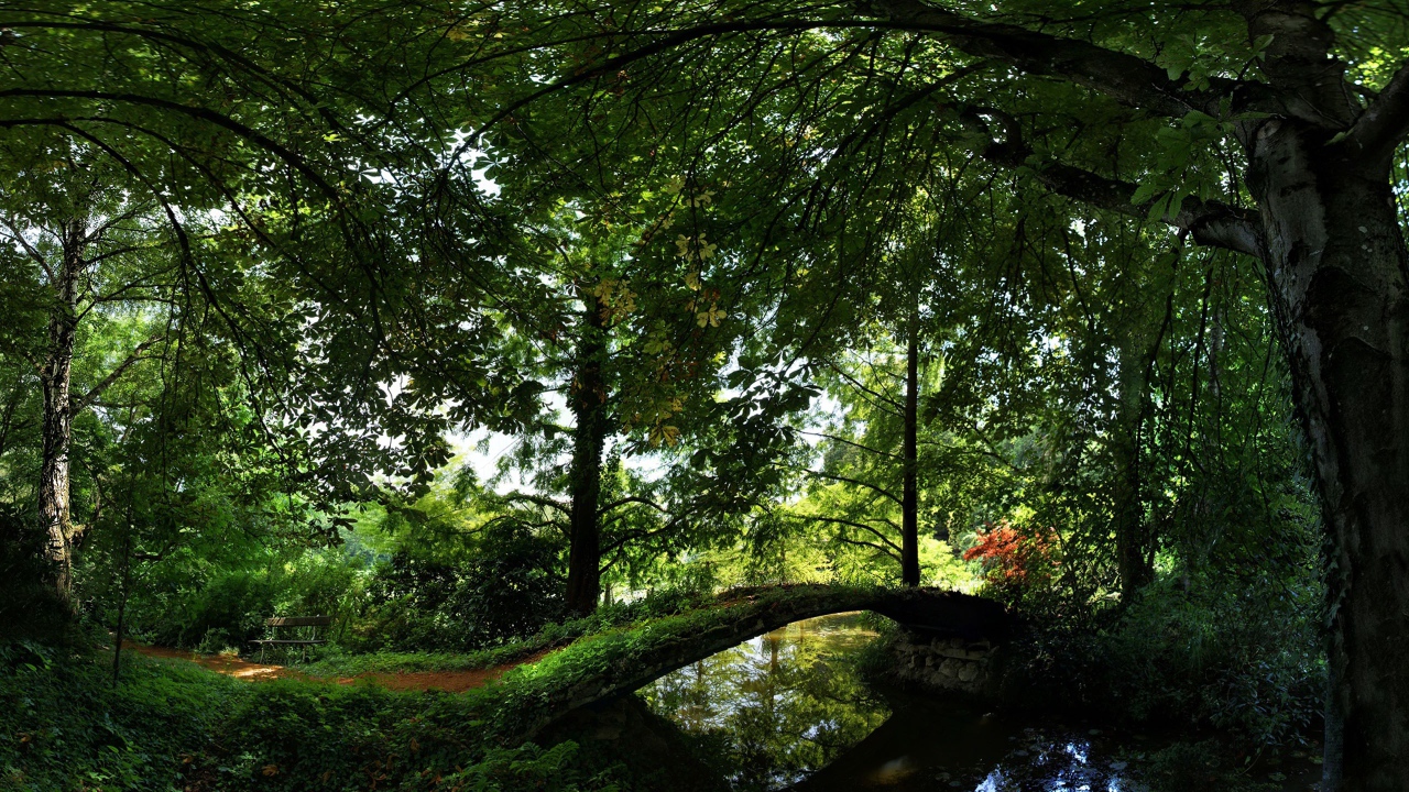 Лето Отдых в лесу