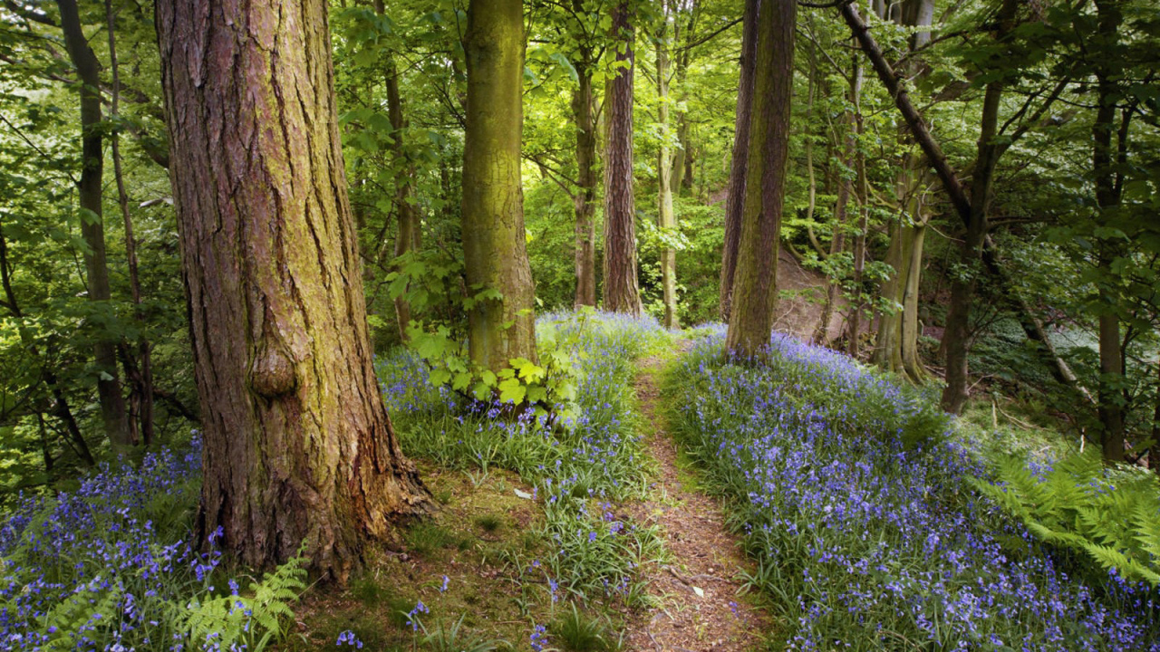 Лес как в сказке