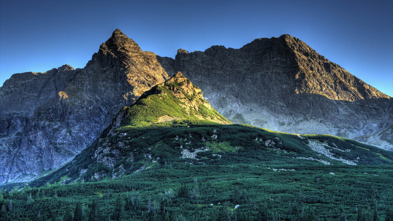 Лес в горах