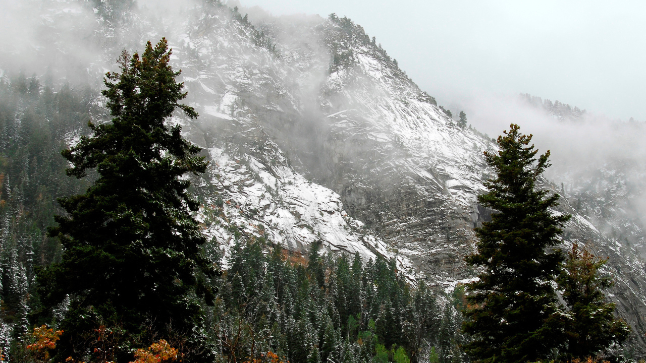 Лес на горных склонах