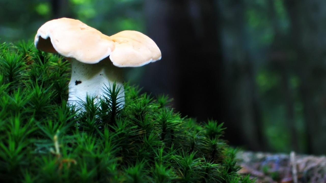 Одинокий гриб