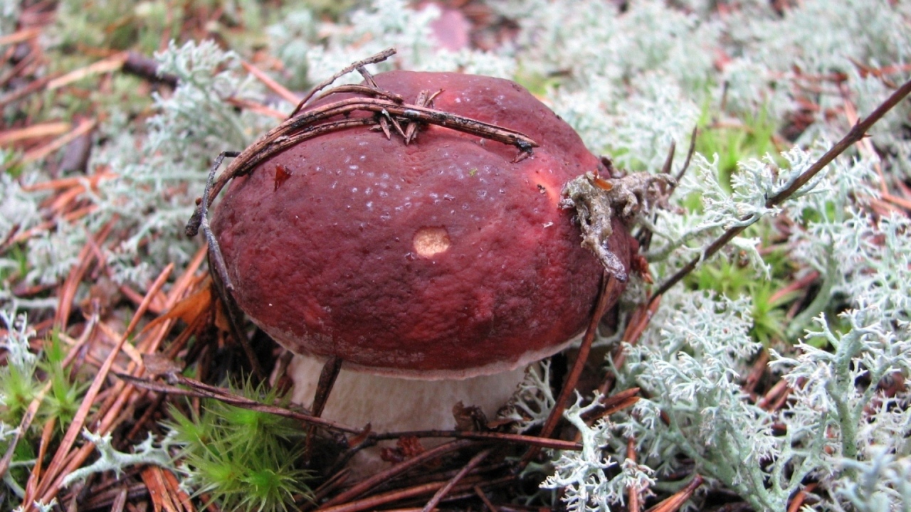 гриб Боровик