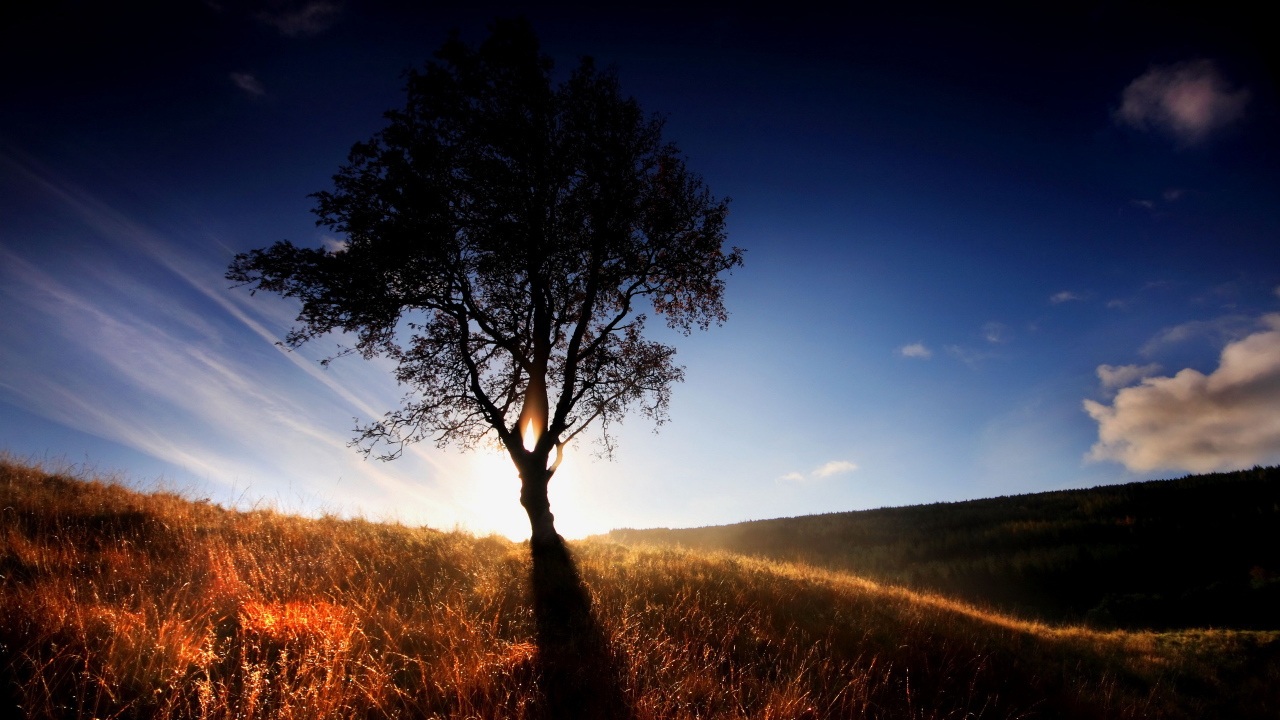 Одинокое дерево