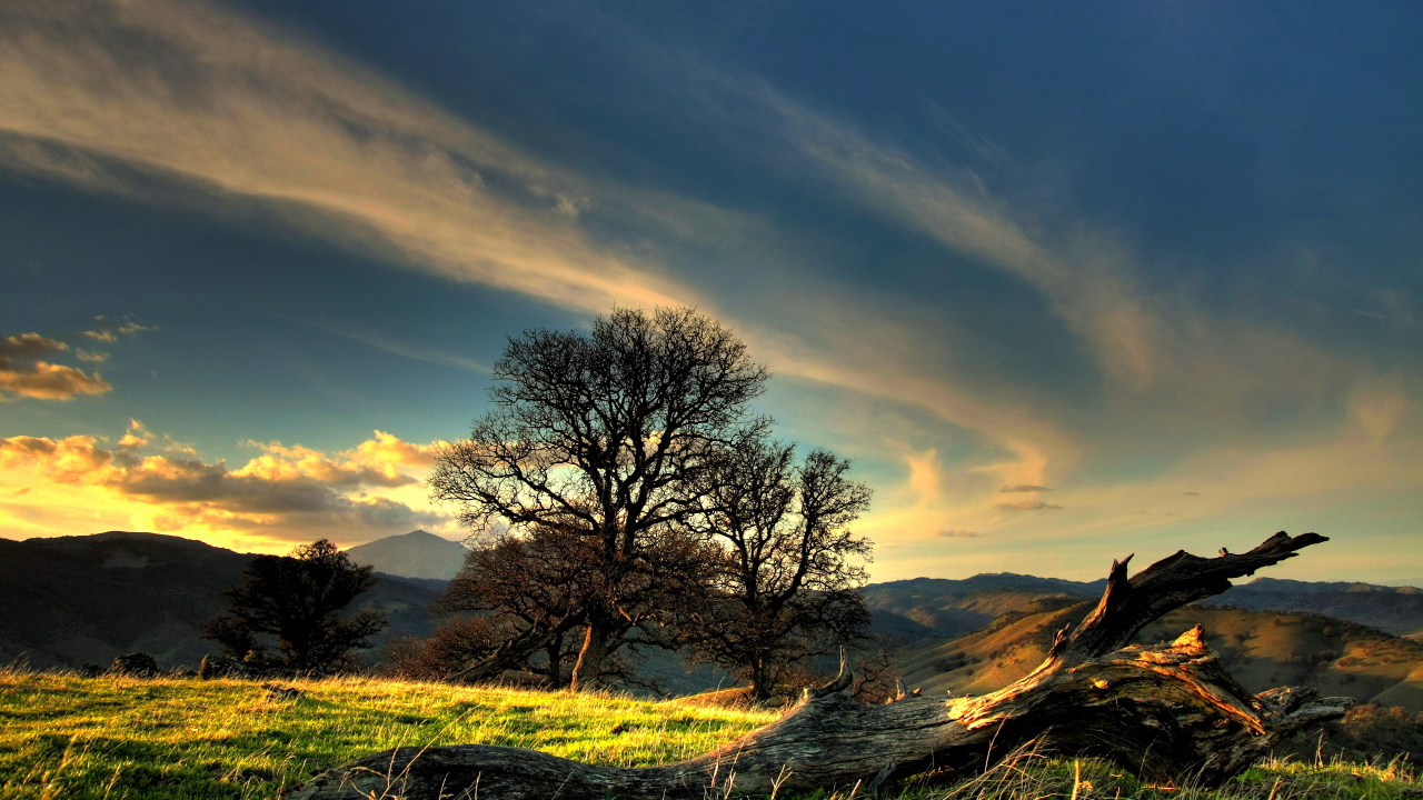 Коряга на холме