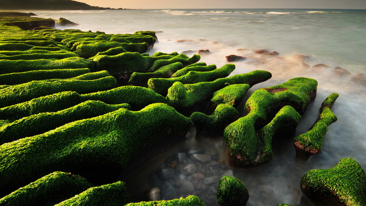 Водопосли на камнях