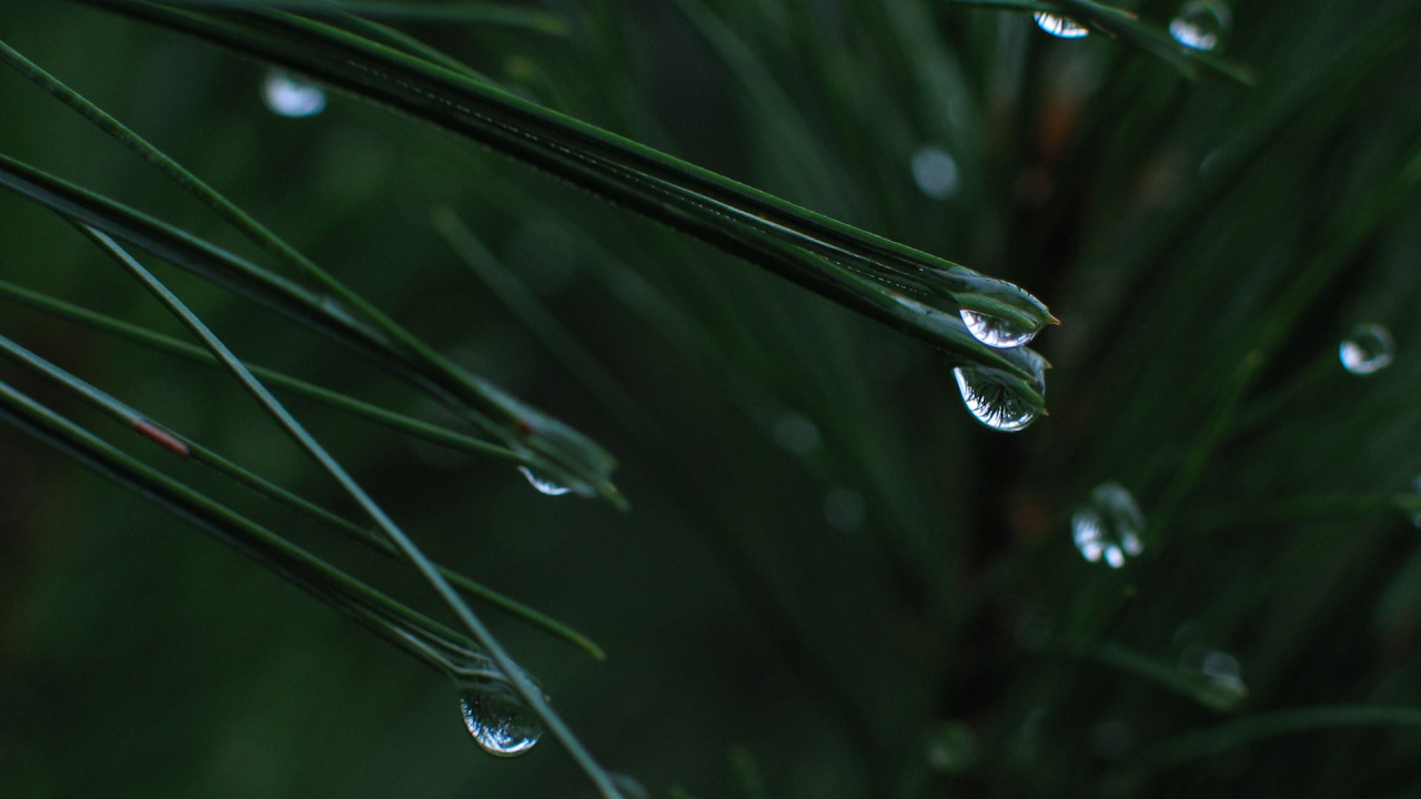 После дождя