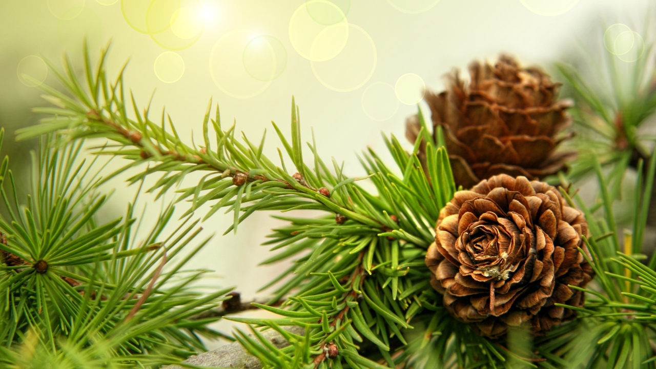 Шишки на ветках