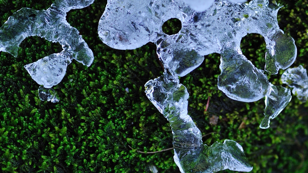 Трава и лед