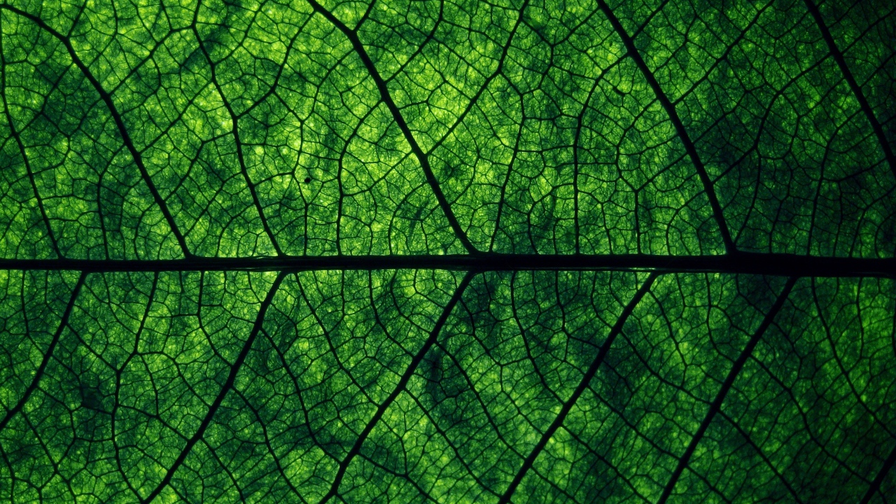 Зеленый лист Макро фото