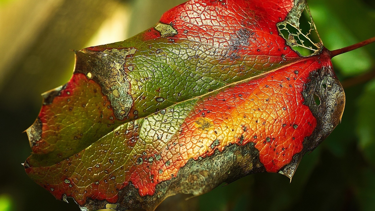 Яркий листик