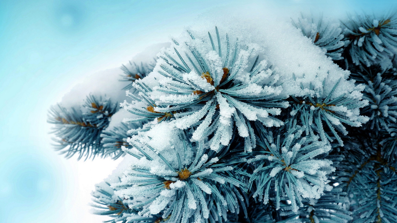 Колючая ветка