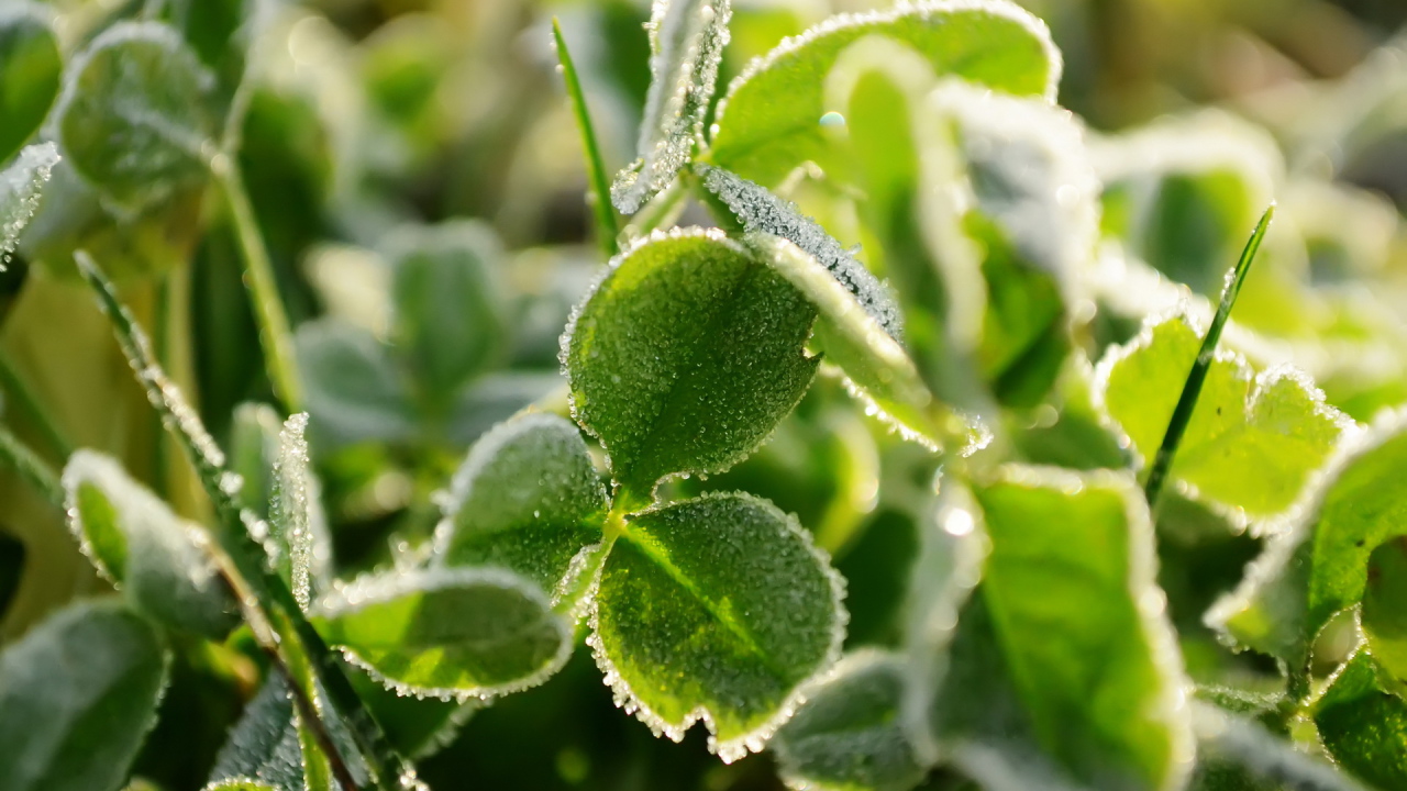 Трава под инеем