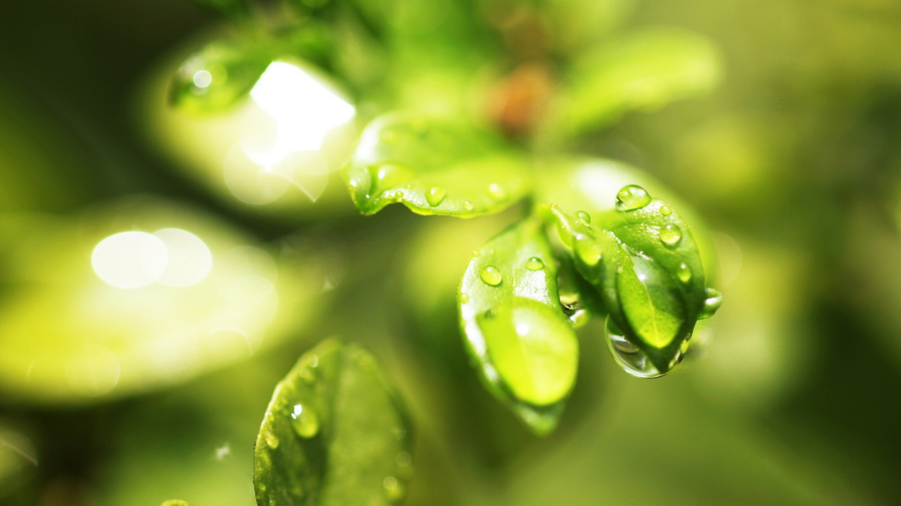 Мокрые листочки