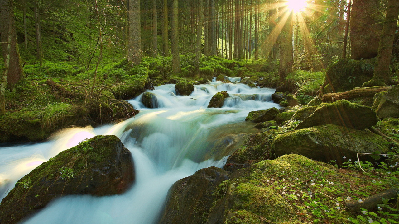 Ручей в чаще