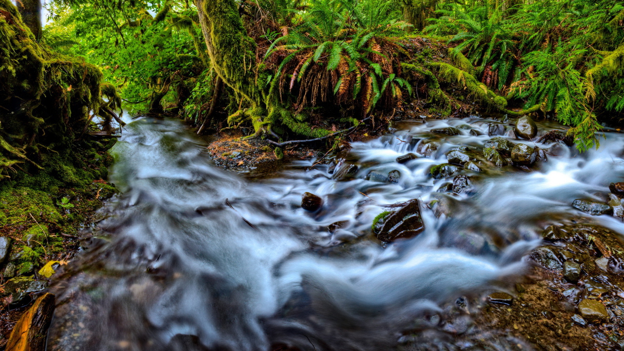 Река, текущая в лесу