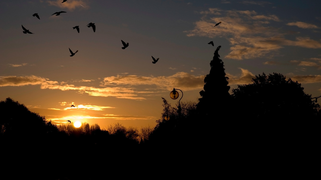 Голуби на закате