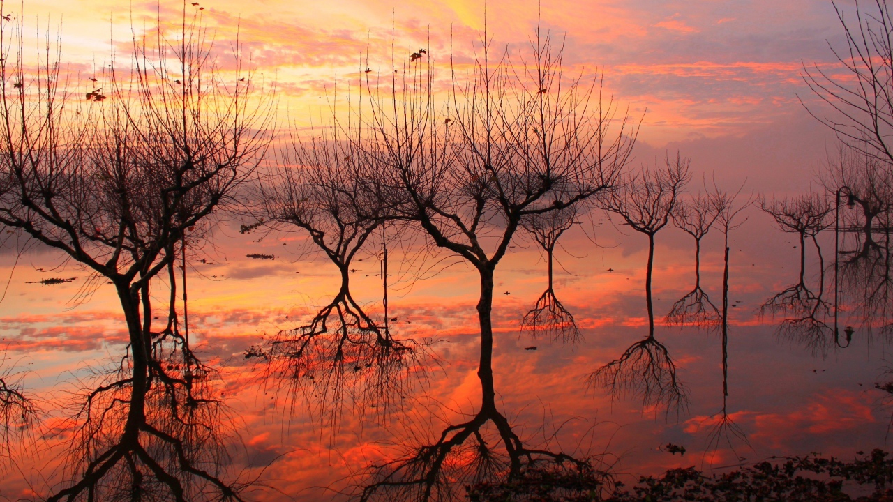 Отражение деревьев на закате