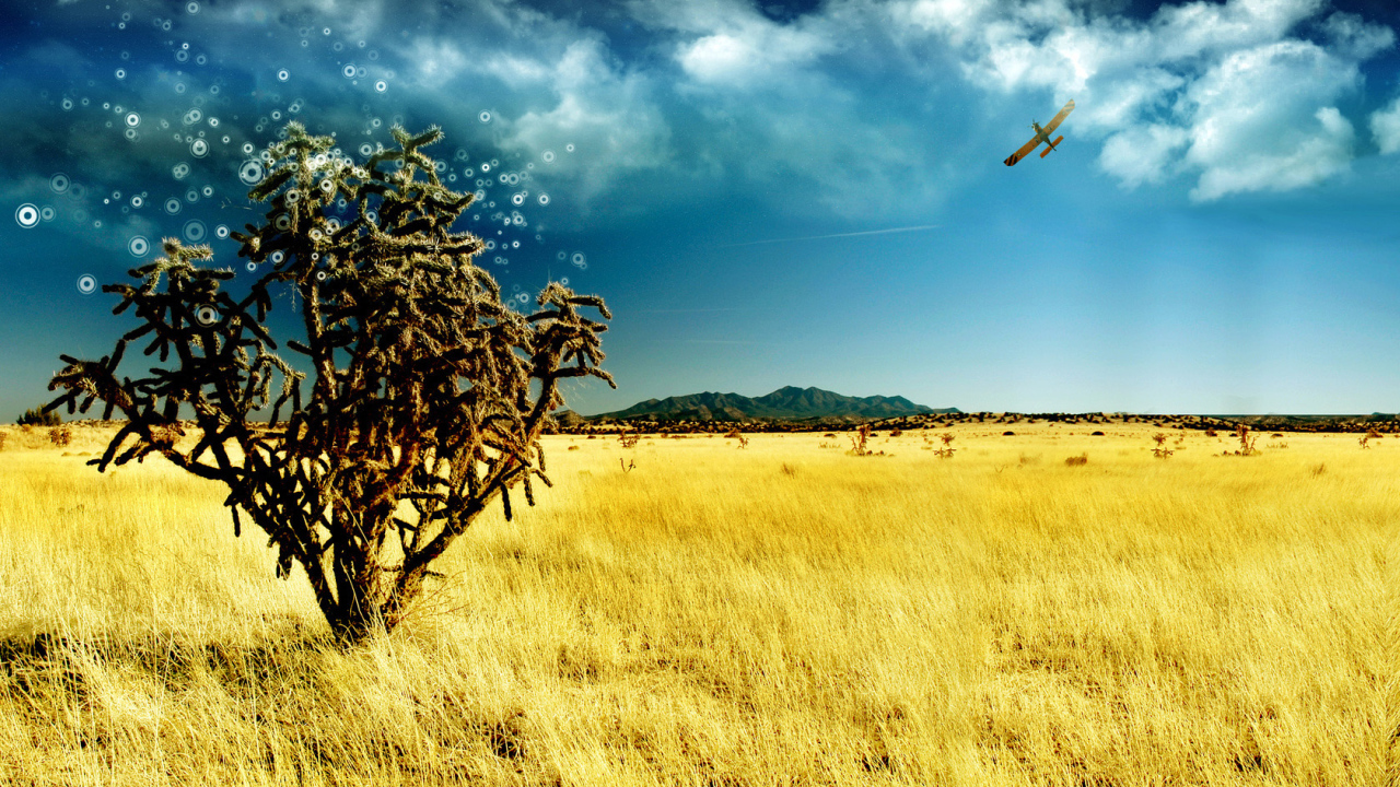 Волшебное дерево