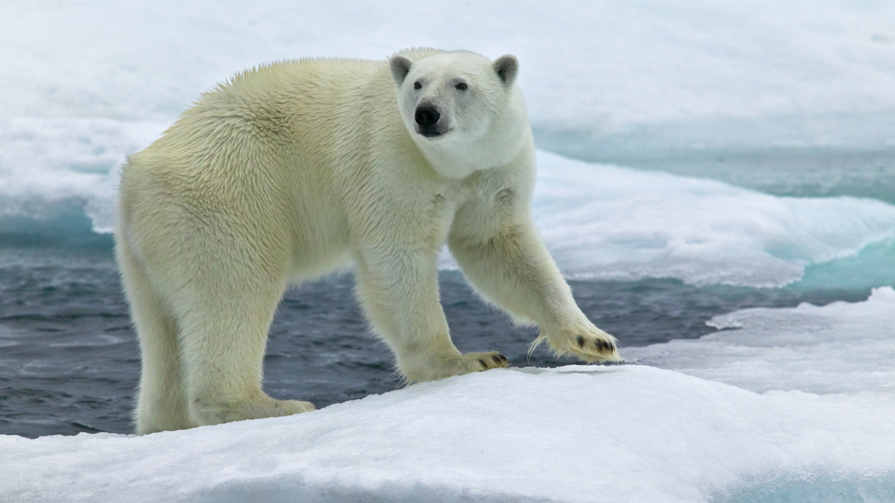 Северный медведь на льду
