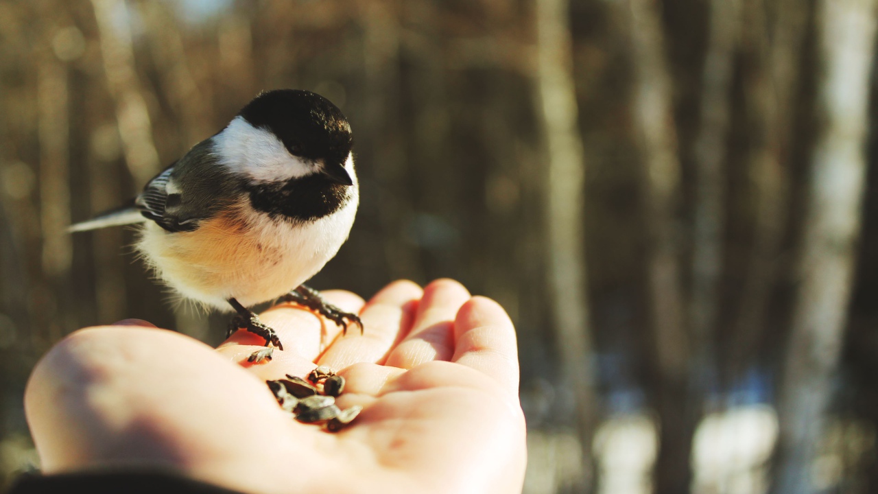 Птичка на ладони