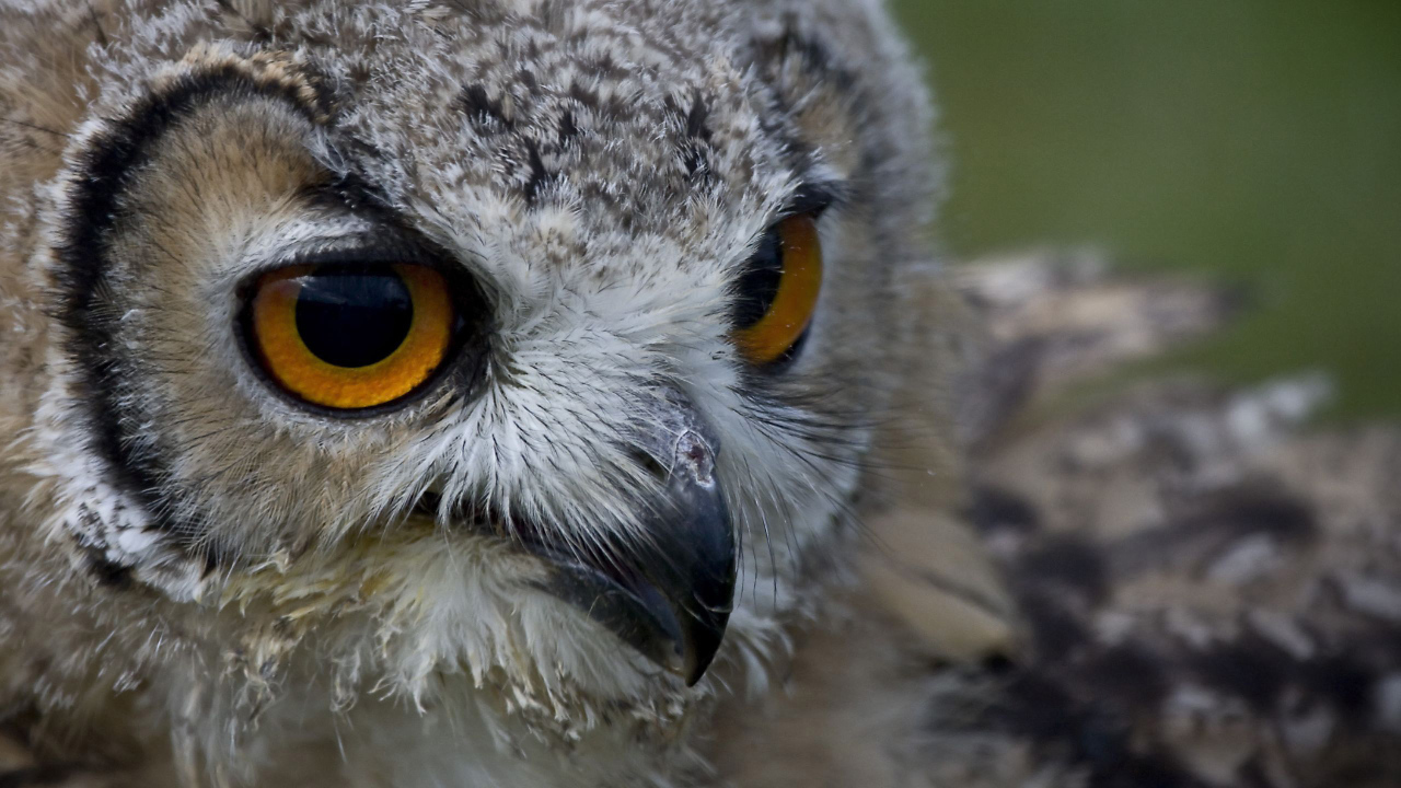 Взгляд совы