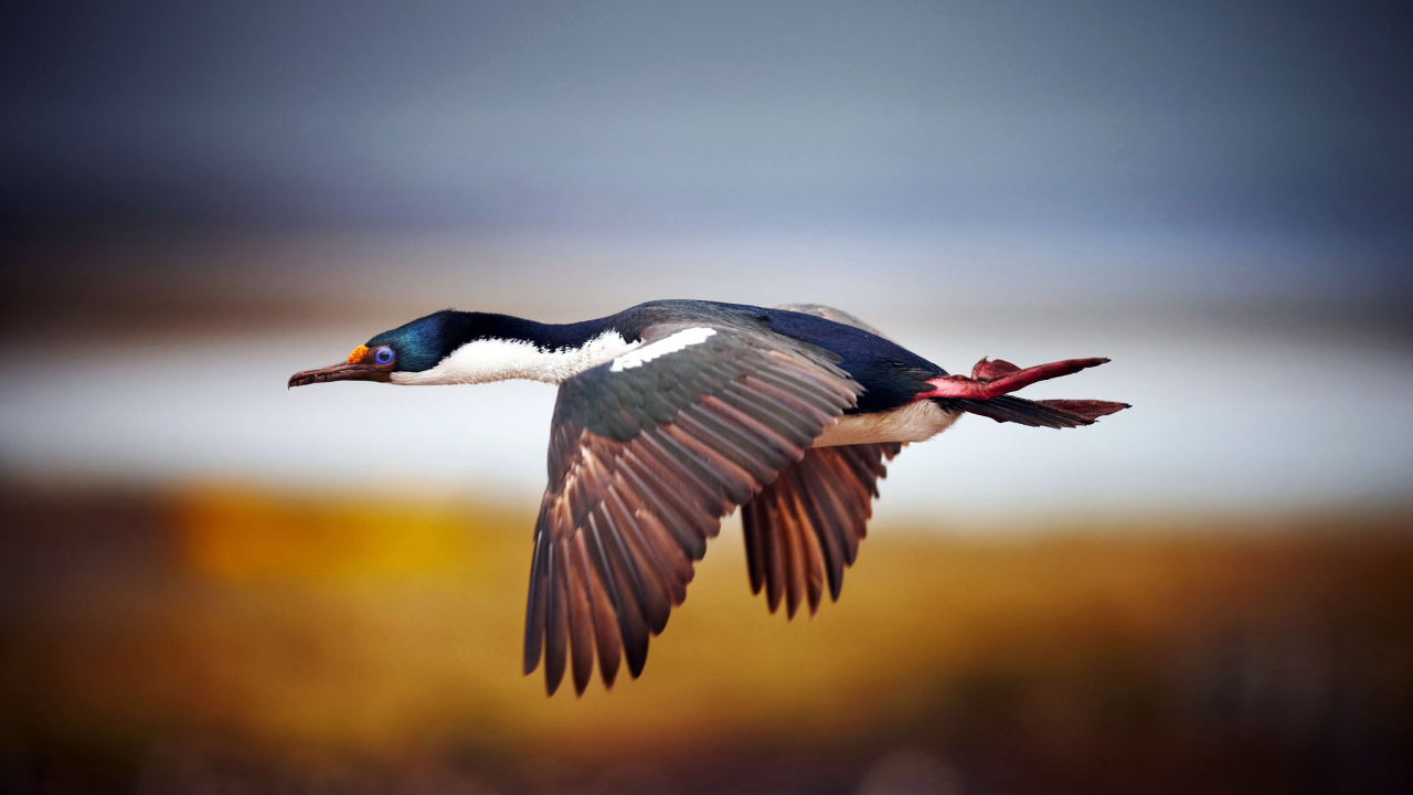 Дикая утка в полете