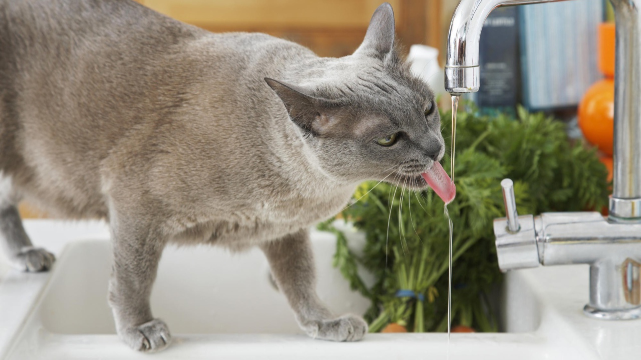 Кошка у крана