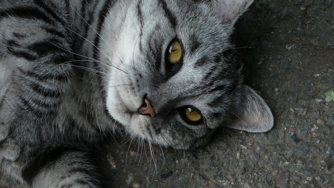 Кот на дороге