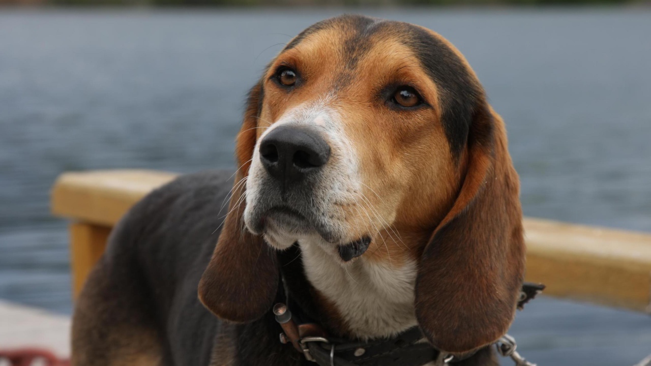 Собака у озера