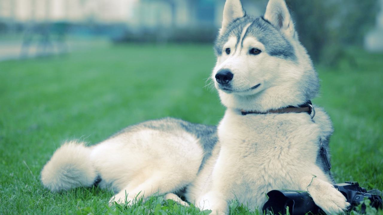 Хаски на траве