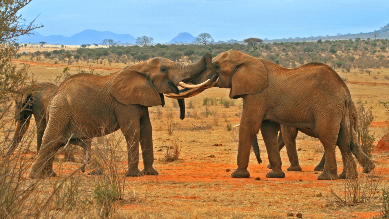 Борьба слонов