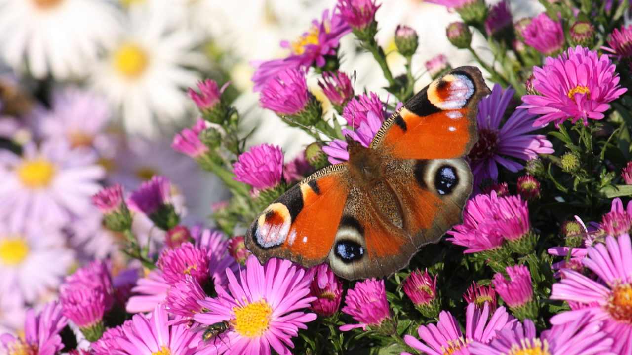 Бабочка и розовые цветы