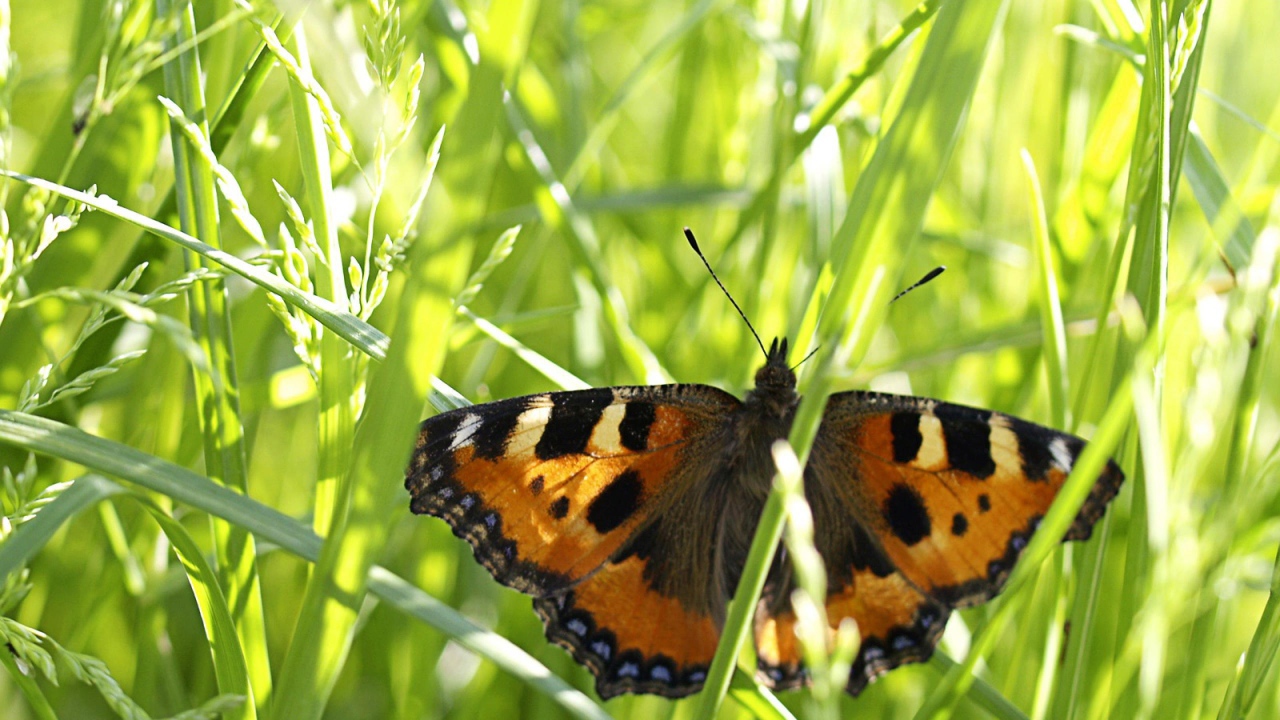 Бабочка в траве