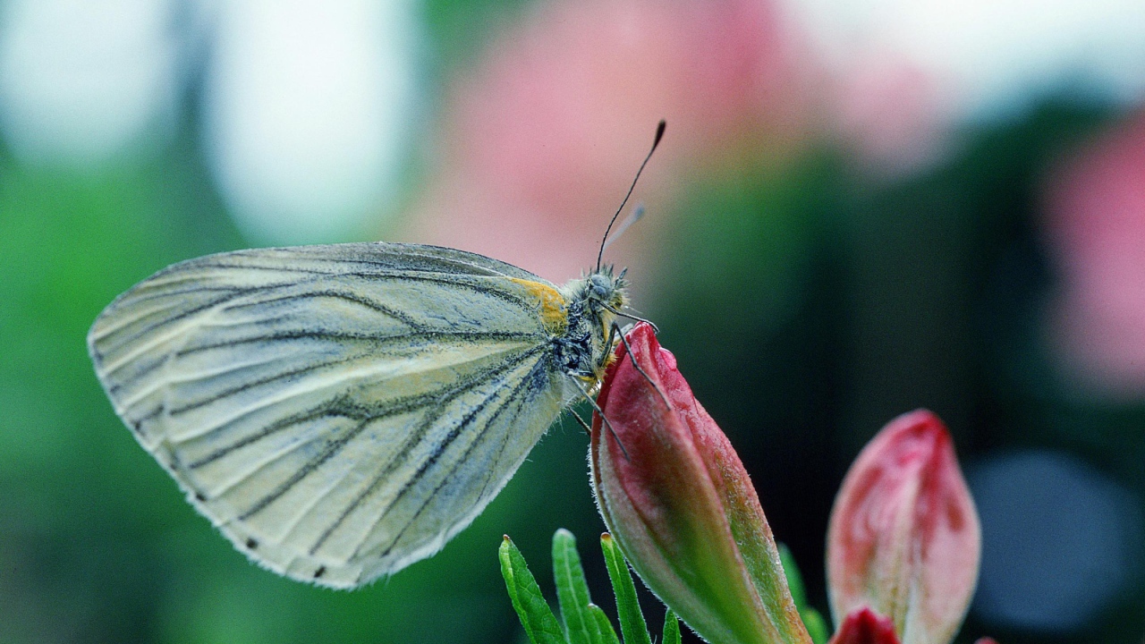 Бабочка у цветка