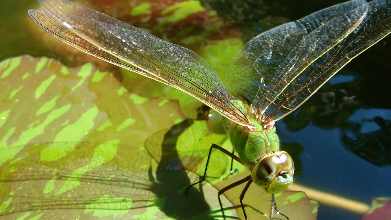 Полет стрекозы