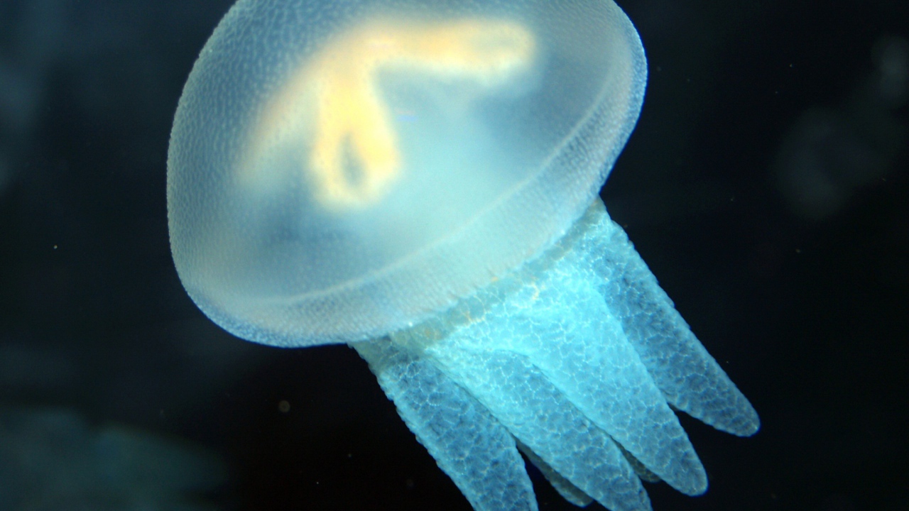 Голубая медуза