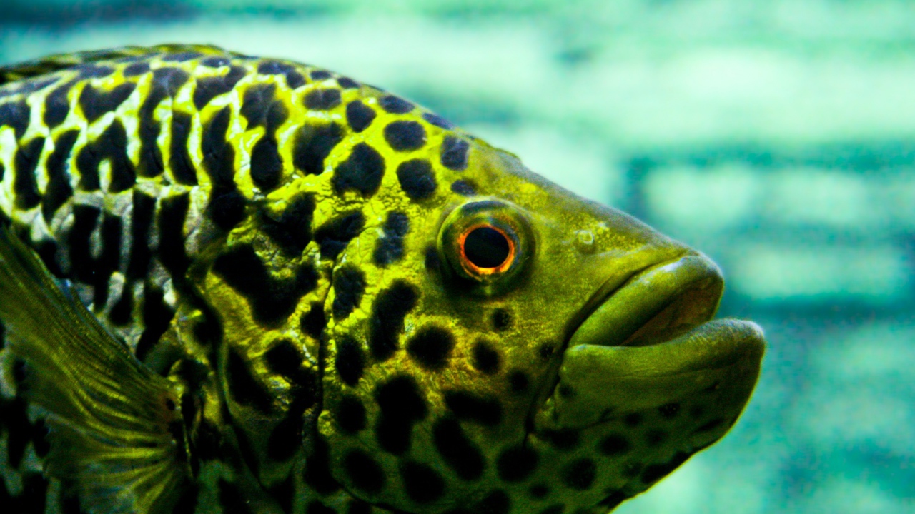 Взгляд рыбы