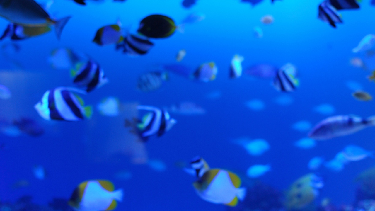 Подводная жизнь