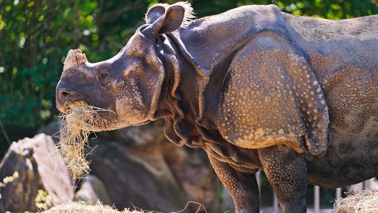 Носорог c травой