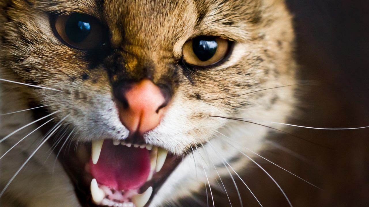 Пасть дикой кошки