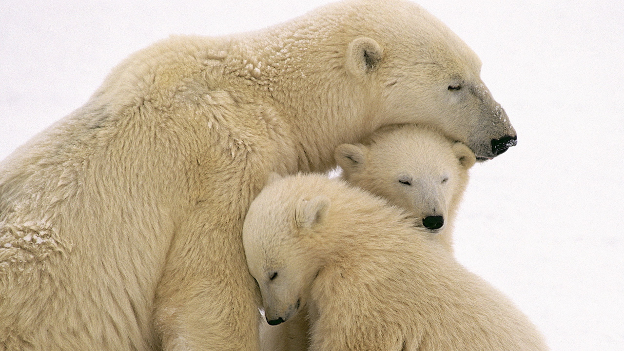 Белые медведи