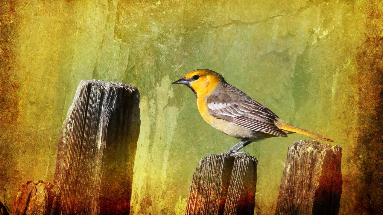 Птичка на заборе