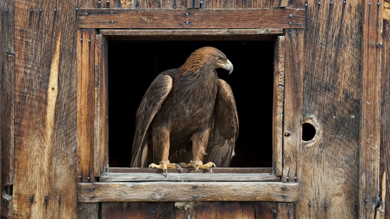 Орел в окне