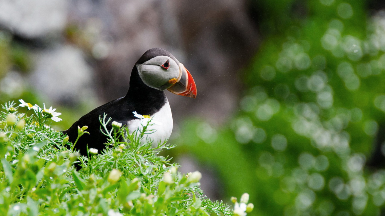 птица Тупик