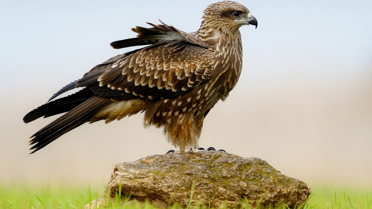 Пернатый хищник