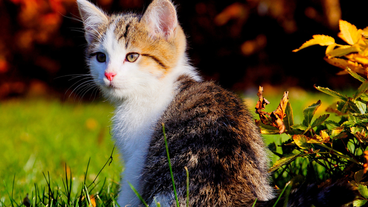 Красивый котенок