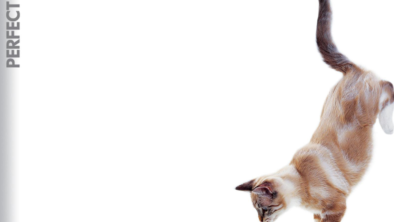 Кошка в прыжке