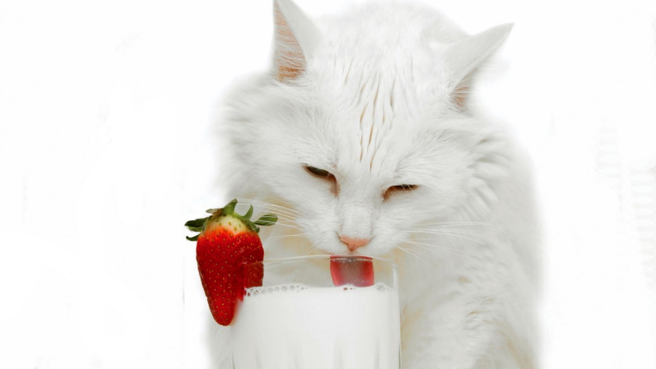 Белая кошка и молоко