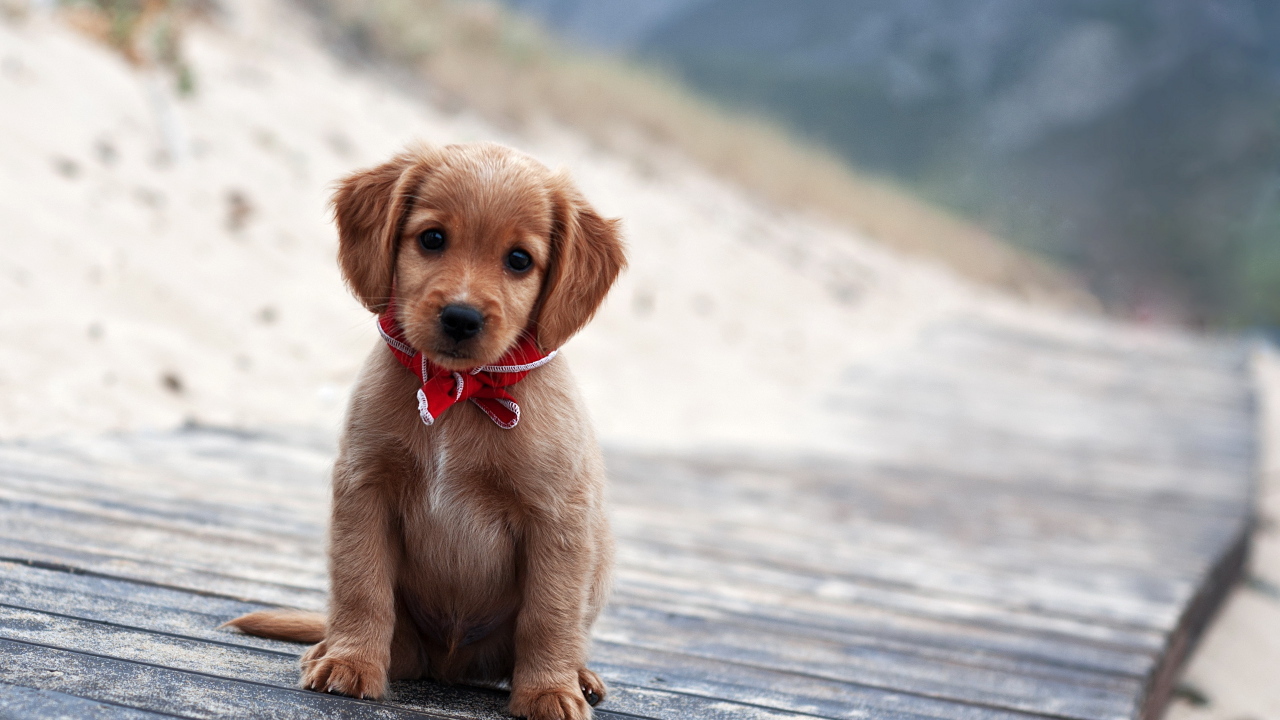 Симпатичный щенок